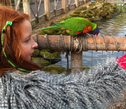 Zoo Party